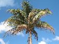 Coconut Palm / Cocos nucifera